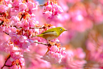 桜とメジロ