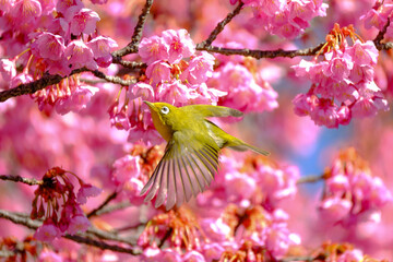 桜とメジロ