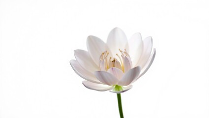 Delicate Blossom Unfolding in Soft Light