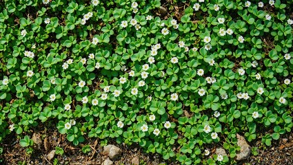 Delicate Creeping Groundcover with Tiny Clover-Like Leaves and Button-Like Flowers