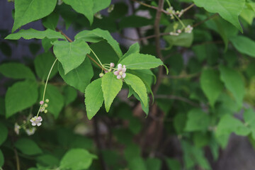 ツリバナ（ Euonymus oxyphyllus）／垂れ下がって咲くピンクの小さな花／ニシキギ科・5月