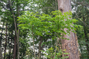 Fototapeta premium タラノキ（Aralia elata）：棘のないメダラの幹と葉（新芽は山菜として食用／埼玉県・4月