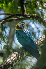 Portrait of sitting yellow breast Ara. (Ara ararauna).