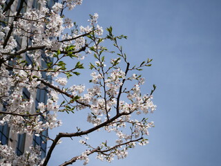 ビルディングと桜と青空