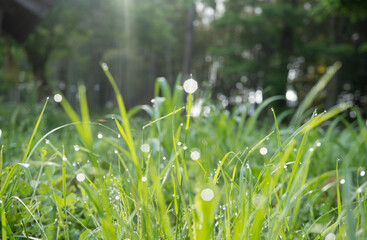 草に付いた朝露が光る様子／ナチュラルなイメージ素材