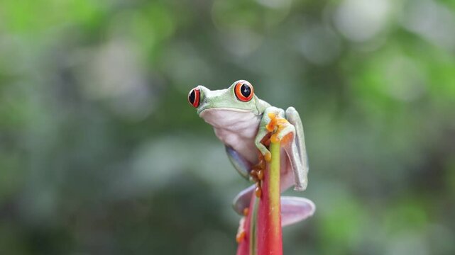 Footage Red-eyed tree frog climbing on dwarf jamaican heliconia flower, Red-eyed tree frog (Agalychnis callidryas) closeup on flower, Green tree frog footage