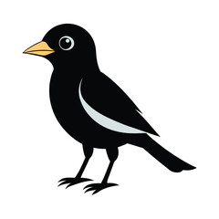 Illustration of a black bird with white accents on the wing