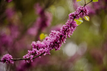 Chinese Redbud in spring