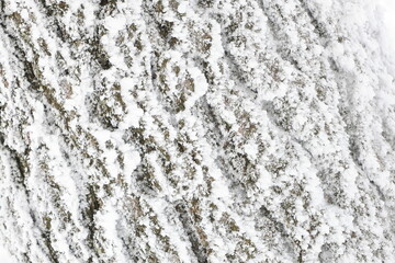 木の幹に積もった雪のアップ