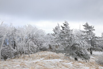 樹氷が付いた冬の木がある風景
