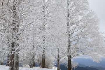 樹氷が付いた冬の木がある風景