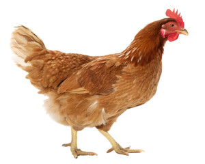 Fototapeta premium Hen standing isolated on white background