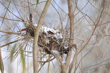 雪が積もった木の枝にできた鳥の巣