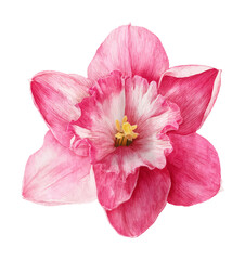 Naklejka premium Close-up of a Blooming Pink Flower with Detailed Watercolor Texture Isolated on White Background