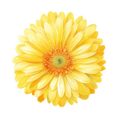 Close up of a beautiful yellow Gerbera flower with orange center in watercolor style
