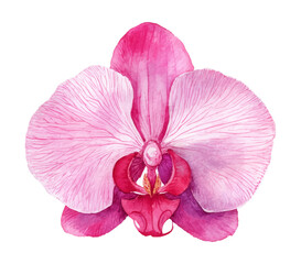 Fototapeta premium Watercolor Painting of a Beautiful Pink Orchid Flower Blossom on White Background