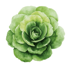Fototapeta premium Green Succulent Plant Isolated on White Background in Watercolor Style