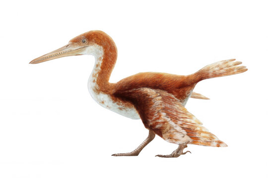 Realistic Ichthyornis Prehistoric Seabird Photorealistic Feathers Transparent Background