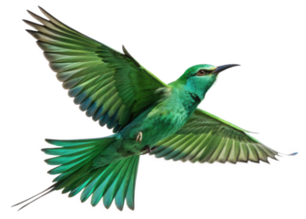blue bird isolated on white