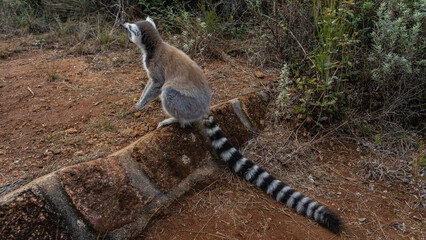 Obraz premium The ring-tailed lemur catta sits on the step of the red-soil path, looking into the distance. A long striped tail is spread on the ground. The paws are folded. View from the back. Madagascar.