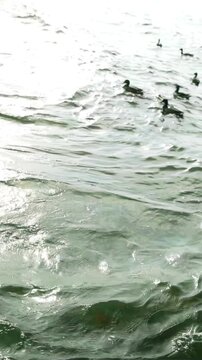 Ducks swim on the water surface of the autumn lake. Media. Dark and muddy water of the reservoir, two beautiful birds.