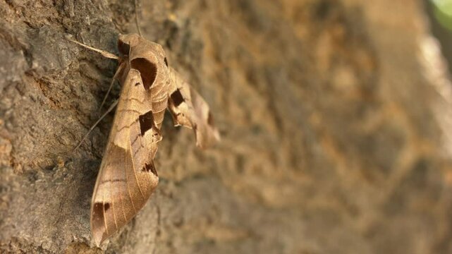 Achemon sphinx moth Focus Pull