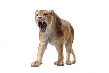 Obraz premium Realistic Cave Lion Roaring Photorealistic Style Transparent Background