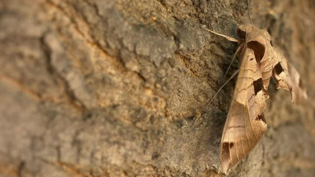 Achemon sphinx moth Side veiw wide