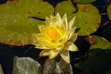 yellow water lily