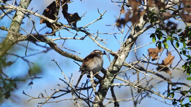 White-throated Sparrow Perched - Fall Colors, Gentle Breeze