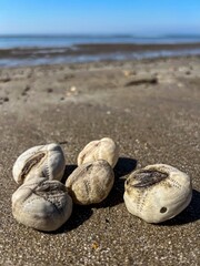 shell on the beach