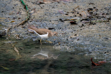 Common Sandpiper - Actitis hypoleucos, beautiful small wader from fresh waters and sea shores, Singapore.