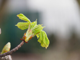 Vibrant Young Green Leaves Emerging on Spring Branch with Blurred Natural Background, Macro...