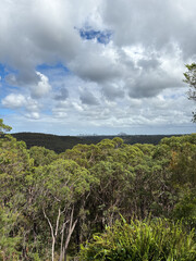 Green trees and blue sky with city skyline on the background.