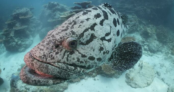 Potato cod close up, scuba diving underwater great barrier reef, australia