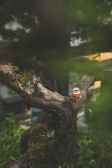 Daruma dolls, a traditional Japanese wishing doll, with the prominent kanji character (katsu) is visible on each doll, signifying 