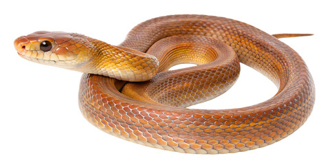 Fototapeta premium A venomous snake on white background