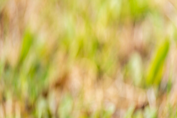 Images of wildflowers blooming fields with soft focus.
