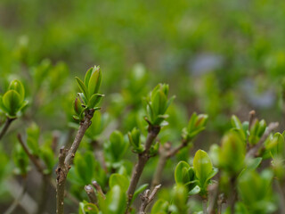 Fresh Green Spring Shrub Buds Close-up in Natural Garden Setting Showing Early Growth and Renewal