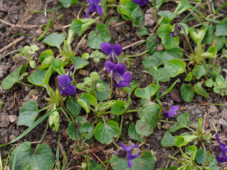 Close-up of Wild Violet Flowers With Heart-shaped Leaves Growing Among Spring Garden Ground Cover