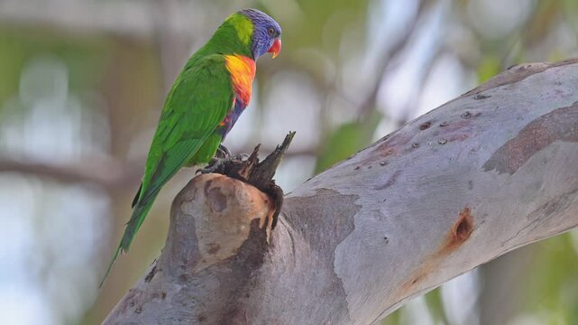 rainbow lorikeet bird, Trichoglossus moluccanus, colourful colorful native parrot, close closeup macro detail, plumage feathers, Queensland Australia	