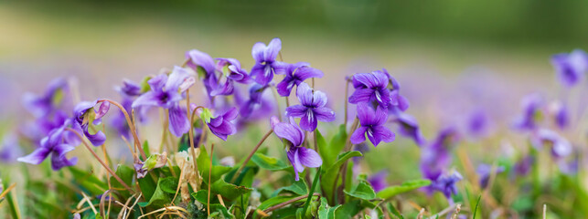 panoramic view of a Manchurian Violet in the early spring.. field of wild flowers