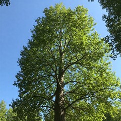 Fototapeta premium Poplar tree