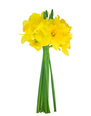 Bright yellow daffodil bouquet isolated on white background. Spring flower arrangement symbolizing renewal, joy, and hope. Perfect for seasonal design or floral decor projects. isolated  PNG 