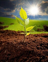 Young Tree Sapling Breaking Through Earth with Morning Dew

