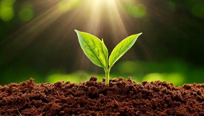 Fresh Green Sprouts Emerging from Soil as Springtime Begins

