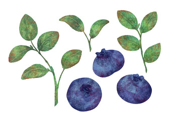 Branches, leaves and blueberry berries, handmade digital illustration isolated on white background. A set of elements for the design