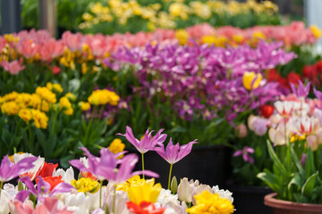 Fototapeta premium Close-up photo of colorful tulips blooming in spring