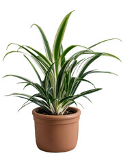Obraz premium Variegated spider plant growing in terracotta pot, cascading green white foliage against transparent backdrop