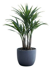 Ornamental houseplant Dracaena Marginata growing in a gray pot with transparent background, ideal for interior decoration